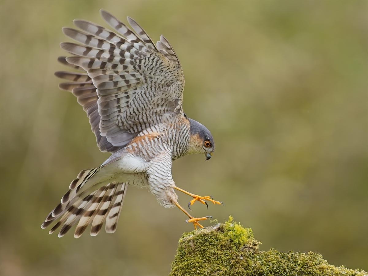 Sparrow Hawk Landing - John Hughes - Commended